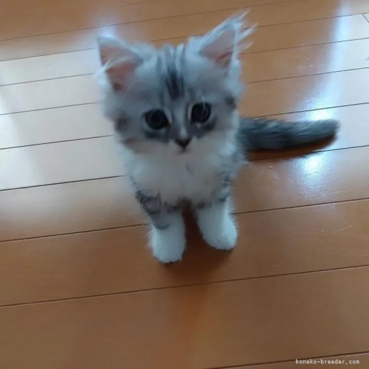 ID：2208-01486の子猫