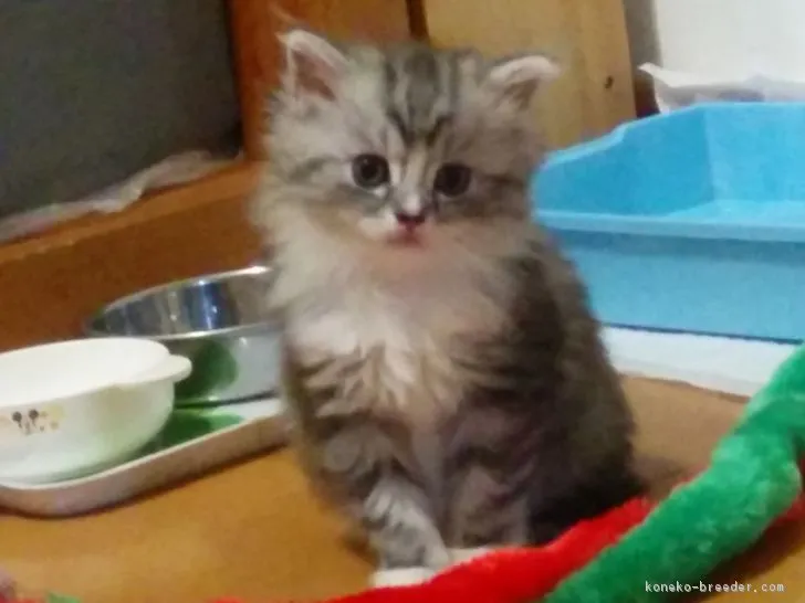 ID：1701-00242の子猫