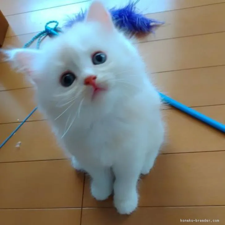 ID：2209-01239の子猫