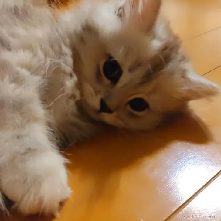 ID：2209-01759の子猫