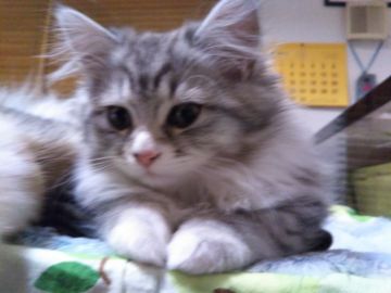 チンチラシルバー×メインクーン【東京都・男の子・2017年10月23日・シルバータビー&ホワイト(くつした猫ちゃん!)（中長毛）】の写真「濃いめのシルバータビー！お目目の大きなゴロゴロ猫！」