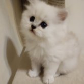ペルシャ(チンチラ)