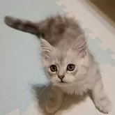 チンチラシルバー☓メインクーンミックス【東京都・男の子・2024年6月29日・シルバータビー&ホワイト  (くつした にゃんこ)】の写真1