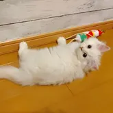 チンチラシルバー☓メインクーンミックス【東京都・男の子・2022年7月10日・クリーム】の写真1