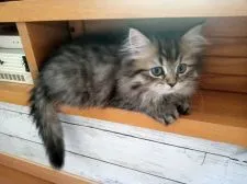 ペルシャ(チンチラ)【東京都・男の子・2021年1月24日・チンチラゴールデン】の写真2