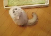 ペルシャ(チンチラ)【東京都・男の子・2013年7月15日・シルバー】の写真2