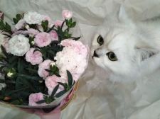 ペルシャ(チンチラ)【・女の子・2019年4月1日・チンチラシルバー】