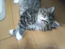 チンチラゴールデン×メインクーン【東京都・男の子・2018年2月24日・ブラウンタビー&ホワイト(くつした猫ちゃん!)】の写真3