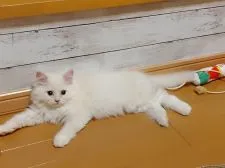 チンチラシルバー☓メインクーンミックス【東京都・男の子・2022年7月10日・クリーム】の写真3