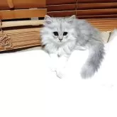 ペルシャ(チンチラ)【東京都・女の子・2025年7月21日・チンチラシルバー】の写真10