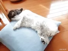 ペルシャ(チンチラ)【東京都・女の子・2025年7月21日・チンチラシルバー】の写真12