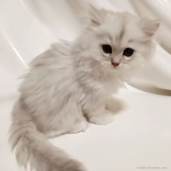 Y.K 様のお迎えした子猫