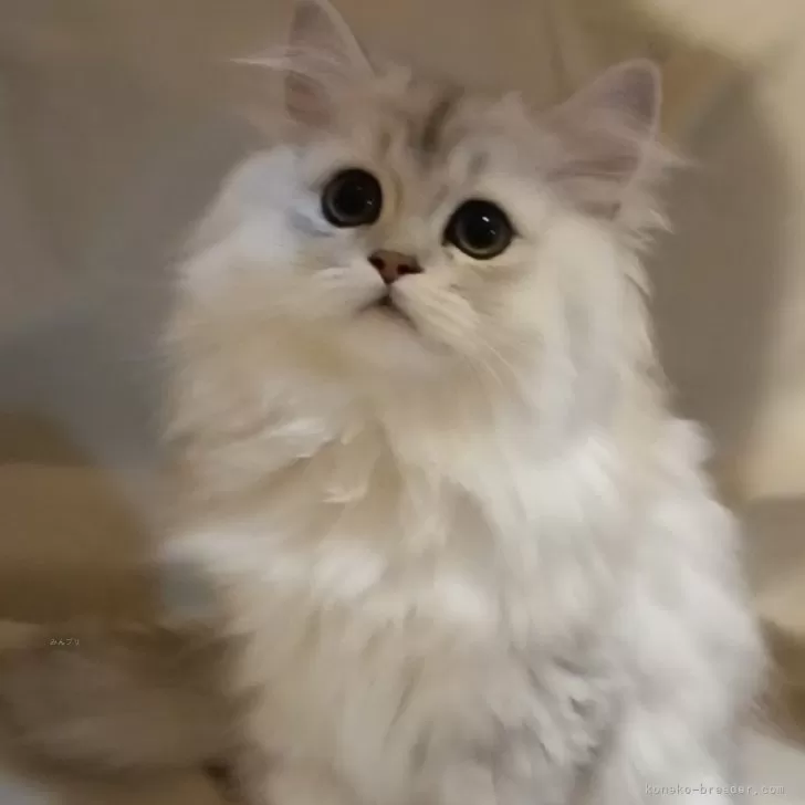 ペルシャ(チンチラ)【東京都・女の子・2025年7月21日・チンチラシルバー】の写真1