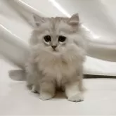 ペルシャ(チンチラ)