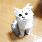 チンチラゴールデン☓メインクーンミックス