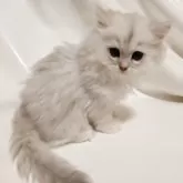 ペルシャ(チンチラ)