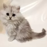 チンチラシルバー☓メインクーンミックス【東京都・男の子・2024年11月3日・シルバータビー&ホワイト】の写真1