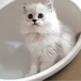 ペルシャ(チンチラ)