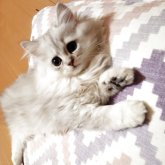ペルシャ(チンチラ)