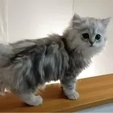 ペルシャ(チンチラ)