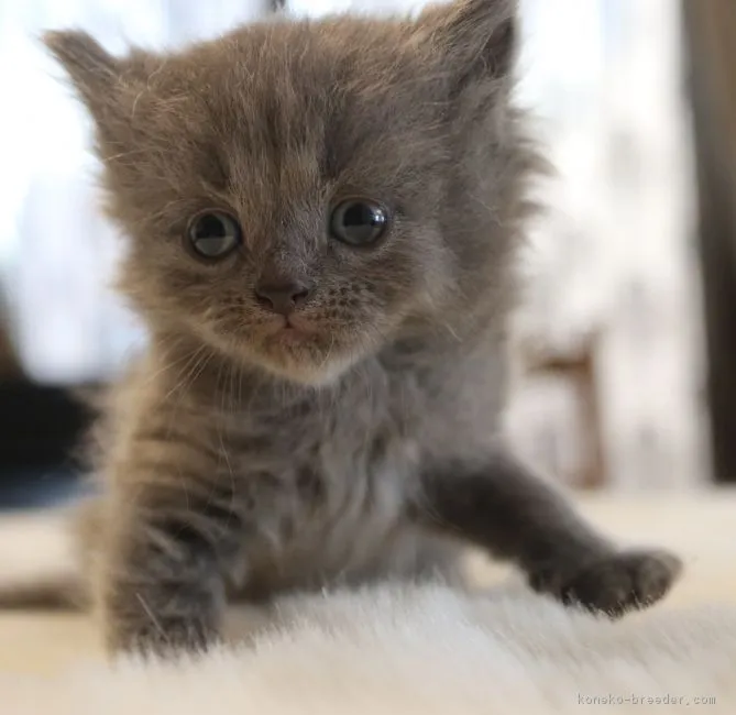 ID:1903-00088の子猫