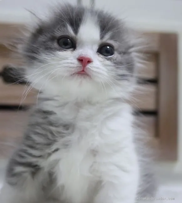 ID:1904-00516の子猫