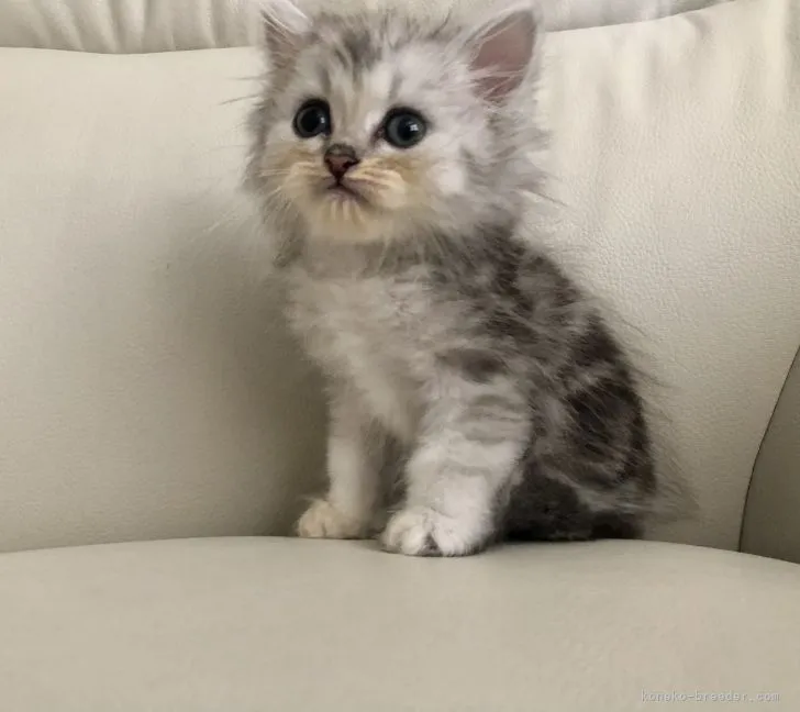 ID:2107-01816の子猫