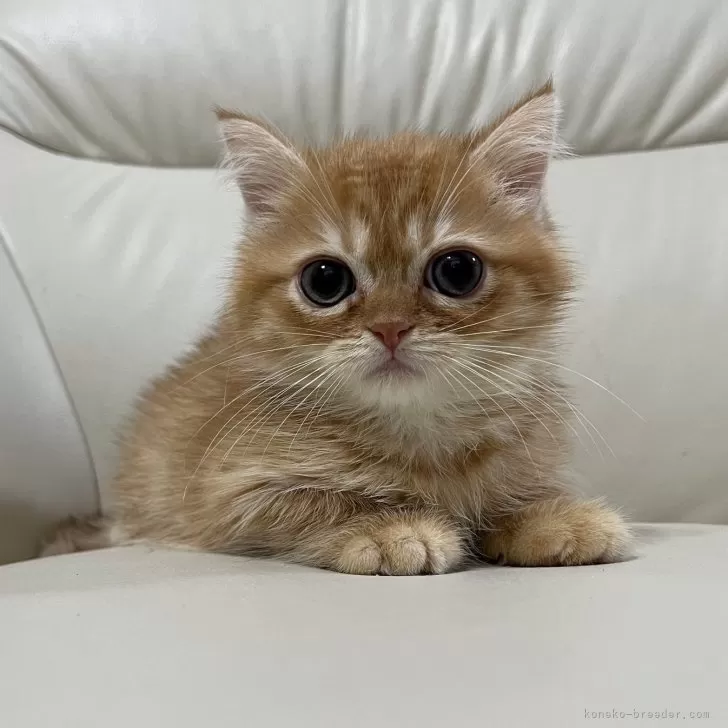 ID:2402-02057の子猫