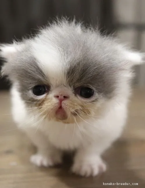 ID：1911-01157の子猫