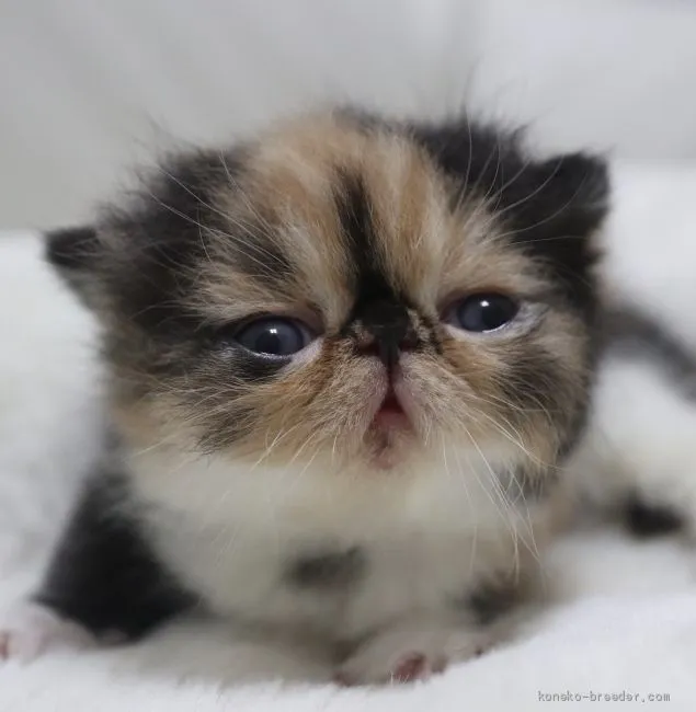 ID：2010-01259の子猫