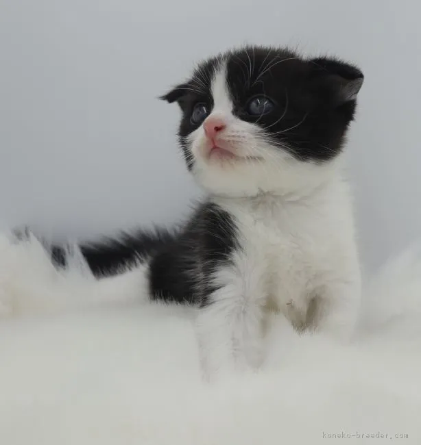 ID：1807-00565の子猫