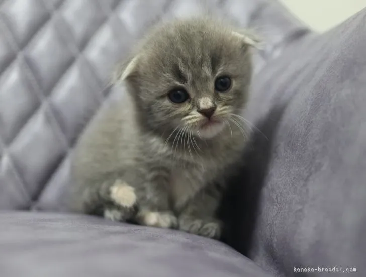 ID:1808-01475の子猫