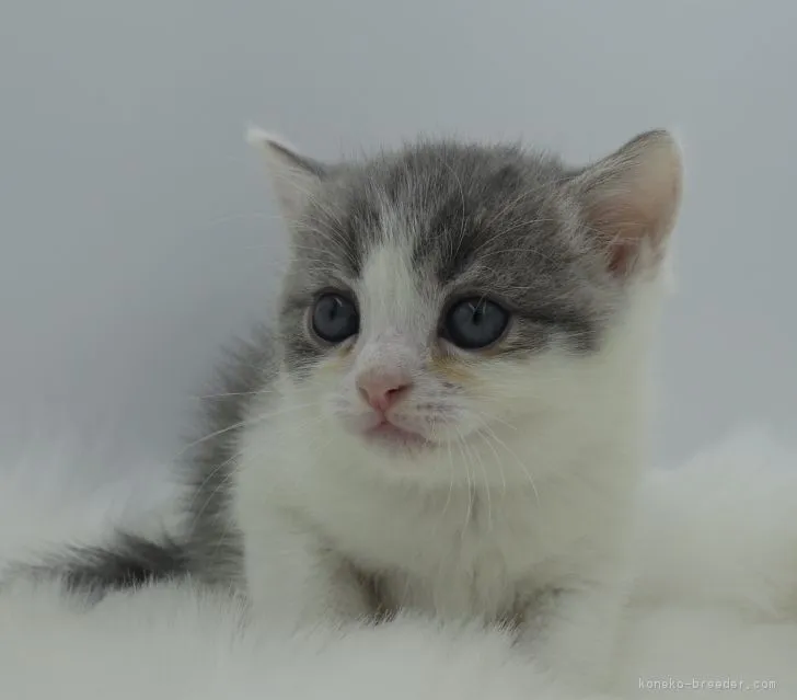 ID:1807-01431の子猫