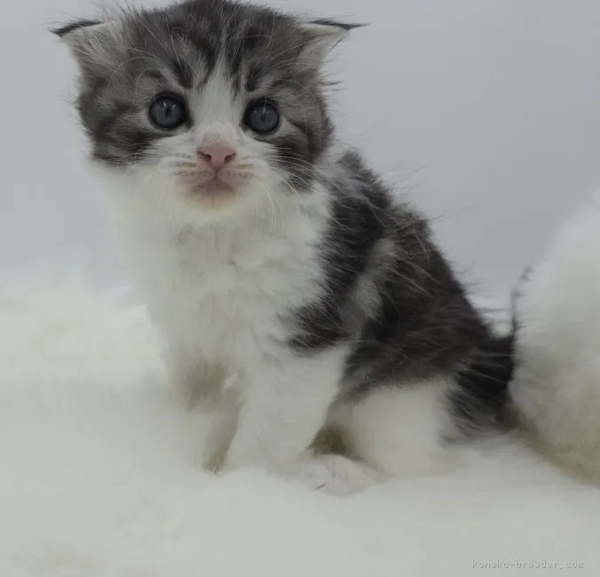 ID：1807-00808の子猫