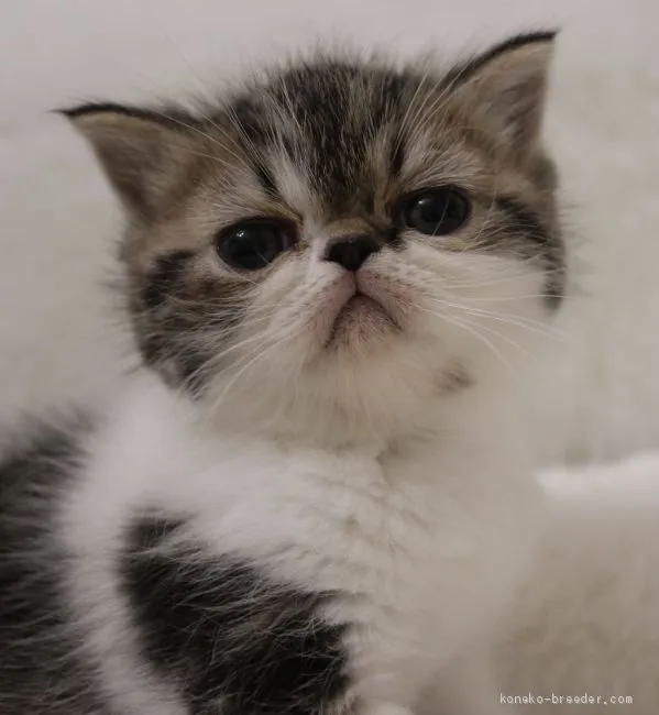 ID：2002-01448の子猫