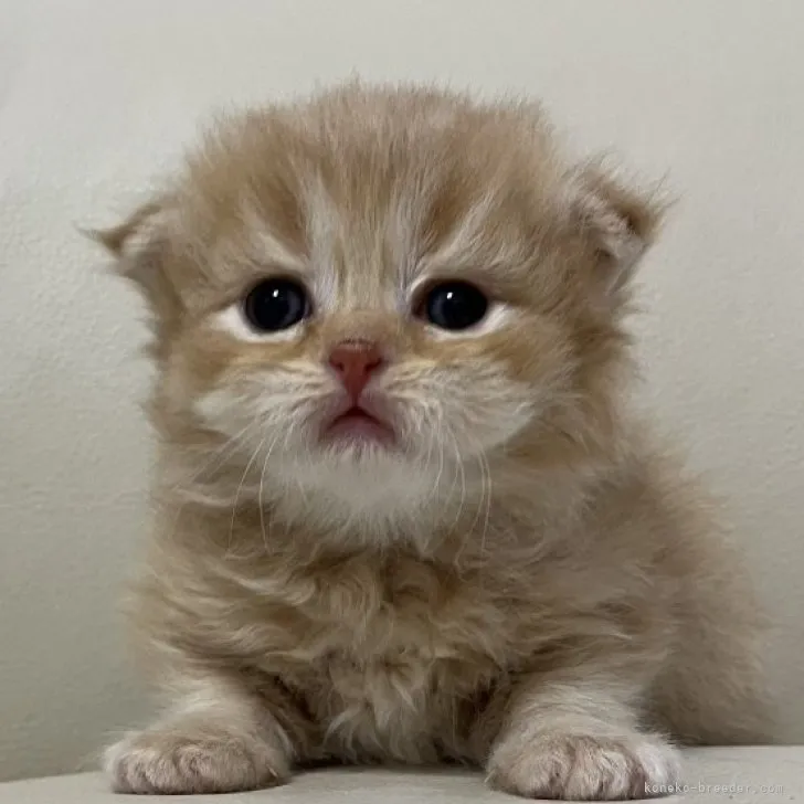 C.Y 様のお迎えした子猫