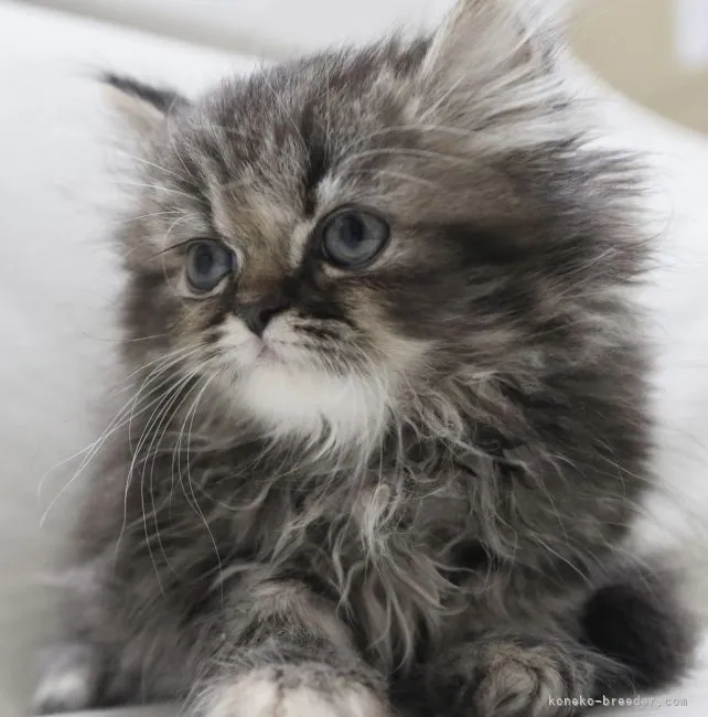 ID：2201-00030の子猫