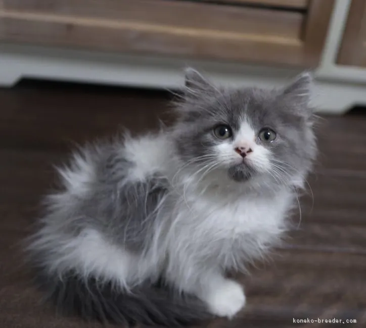 ID:1809-00874の子猫