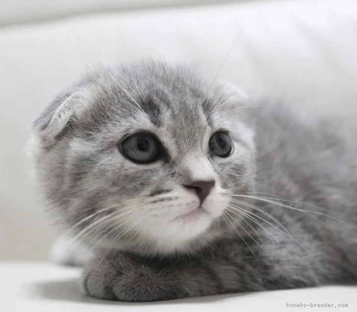 ID：2110-01716の子猫