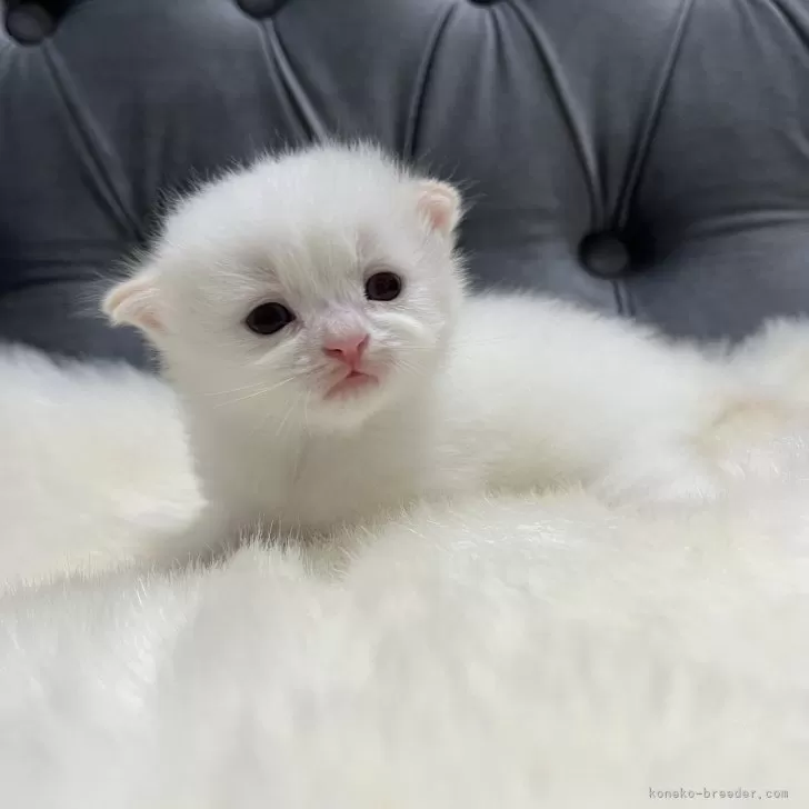 ID：2406-03177の子猫