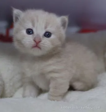 ID:1804-00298の子猫