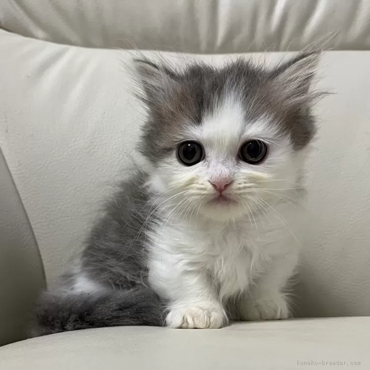 ID:2402-00750の子猫