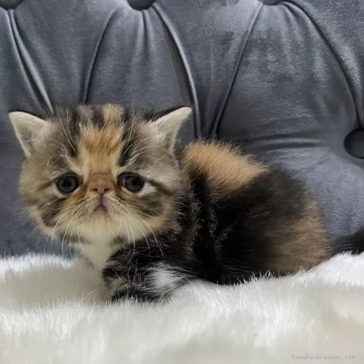 ID：2409-02956の子猫