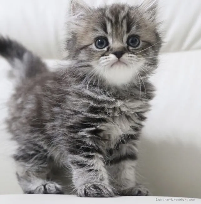 ID：2205-01380の子猫