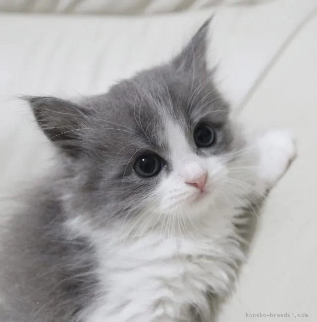 ID:2205-01375の子猫