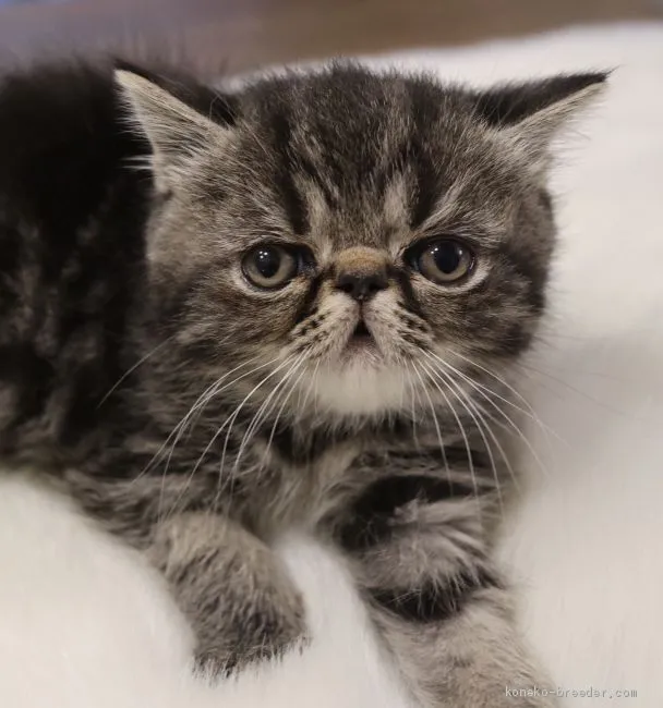 ID：1912-01704の子猫