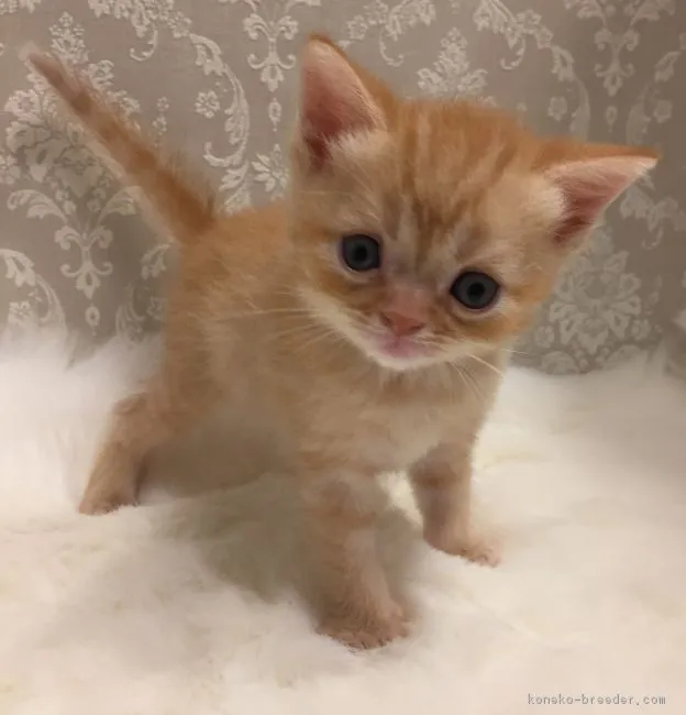 ID:1707-00496の子猫