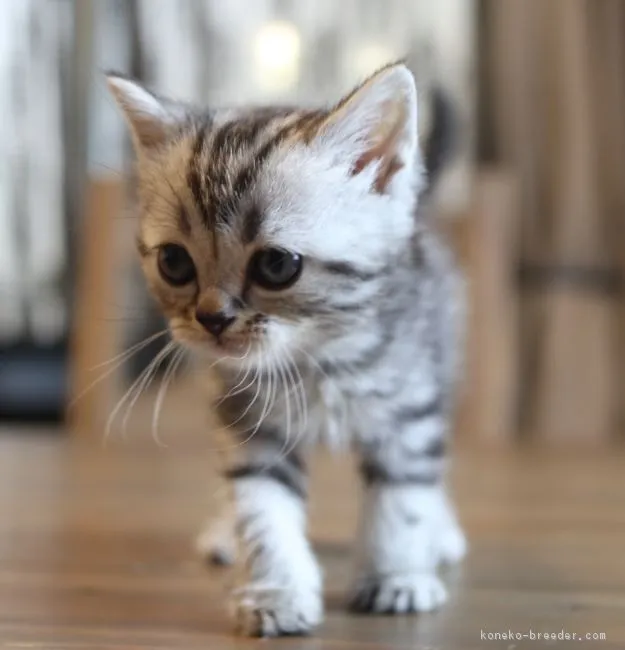 ID：1812-01223の子猫