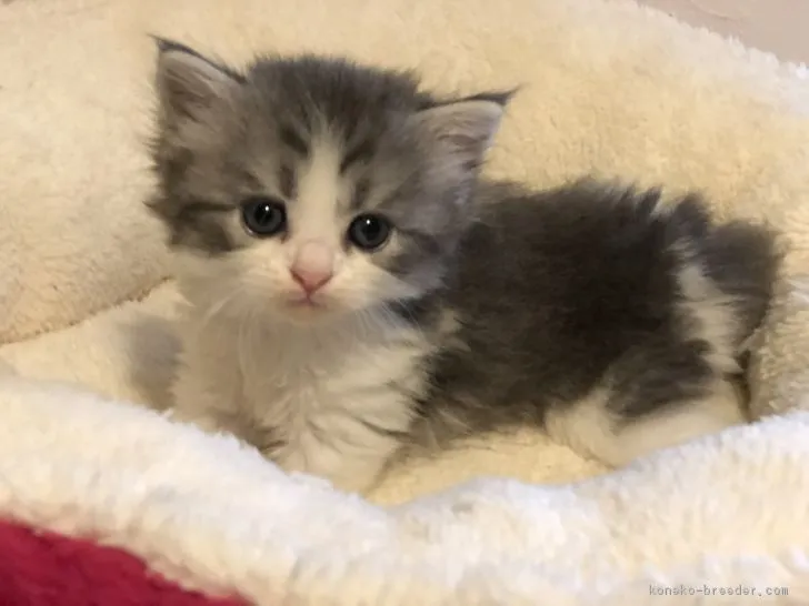 ID:1807-01430の子猫