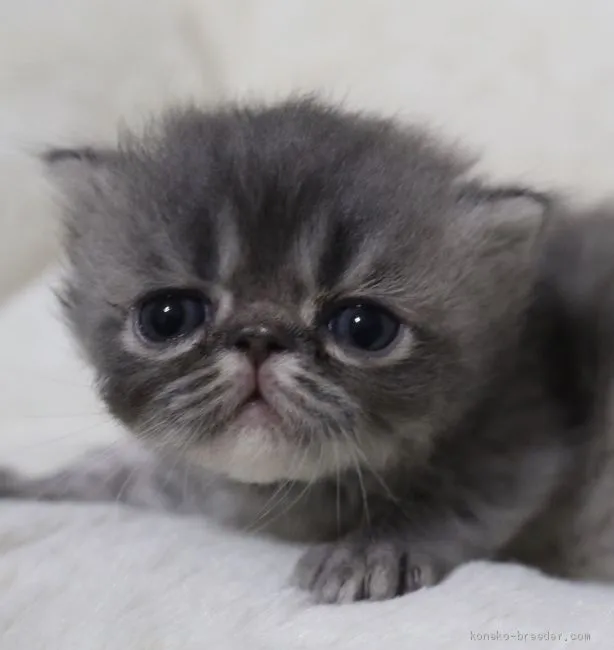ID：2005-01098の子猫